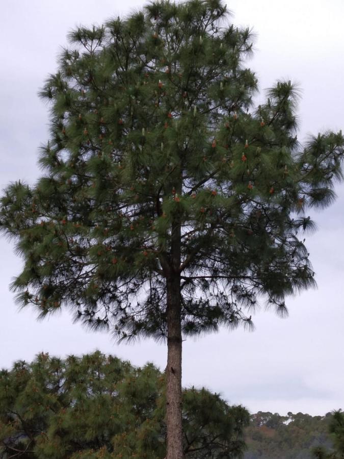 Pine Villa Касаулі Екстер'єр фото
